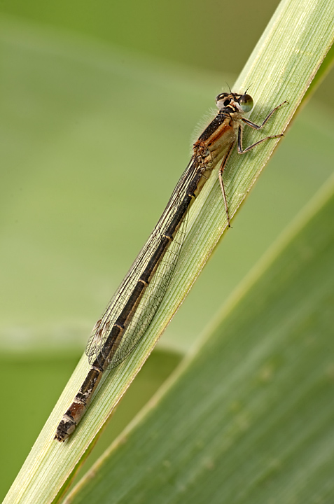 ischnura elegans?